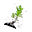 Nettle