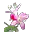 Rosa Alpina