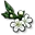 Fiore di Neve