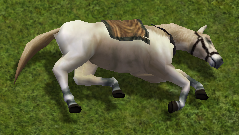 cavallo principiante